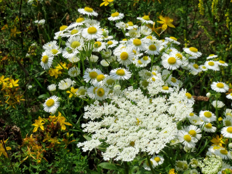 20140725Daucus_carota2