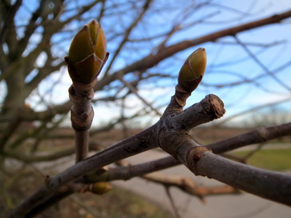20140206Ahorn_Reilingen1