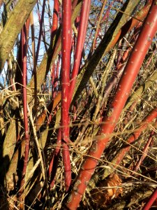 20140216Hartriegel_Neulussheim3