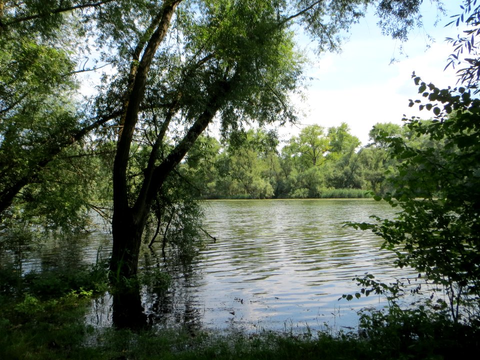 20140723Russheimer_Altrhein3
