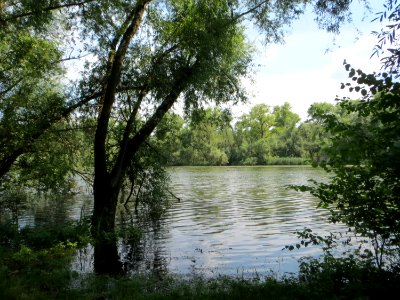 20140723Russheimer_Altrhein3