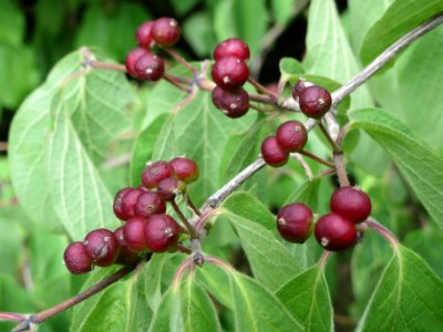 20140614Lonicera_xylosteum