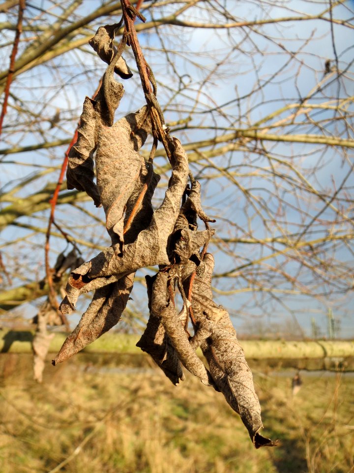 20140204Salix_Neulussheim3