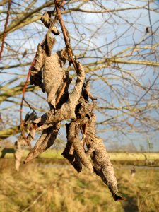 20140204Salix_Neulussheim3