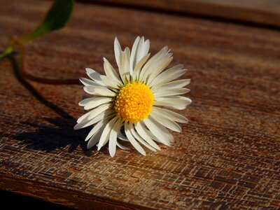 Bloom spring pointed flower