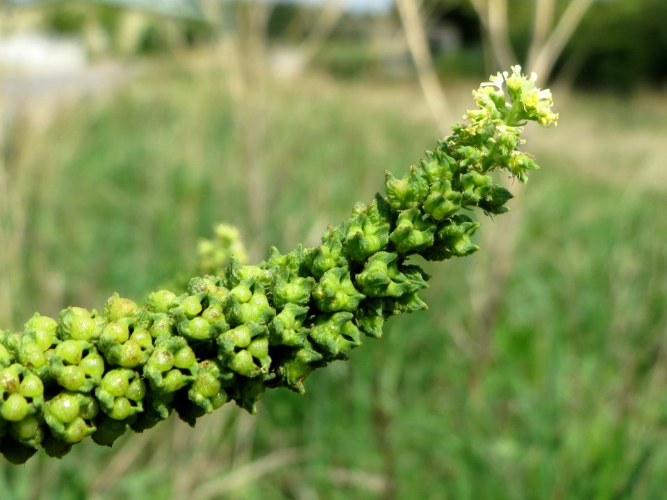 20140724Reseda_luteola10