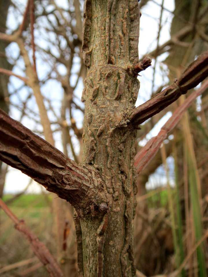 20140207Acer_campestre5