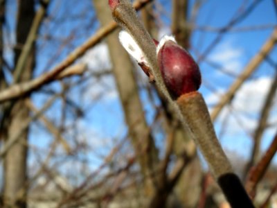 20140206Zitterpappel2