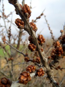 20140216Hippophae_rhamnoides08