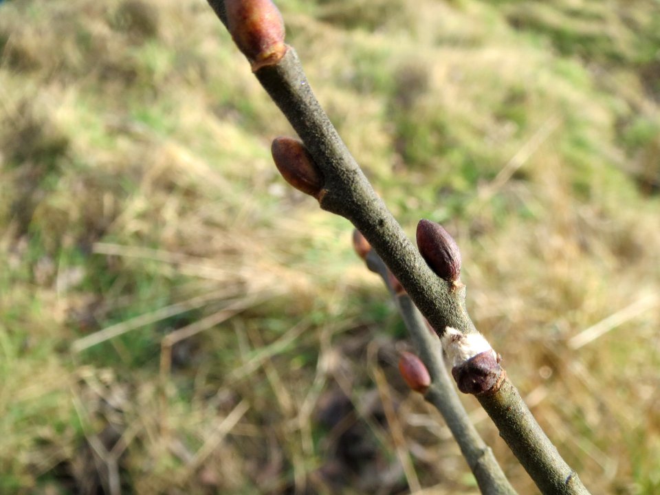 20140206Salix_Neulussheim4