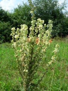 20140724Verbascum_lychnitis