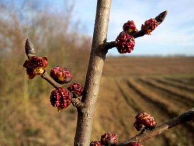 20140206Feldulme_Neulussheim06