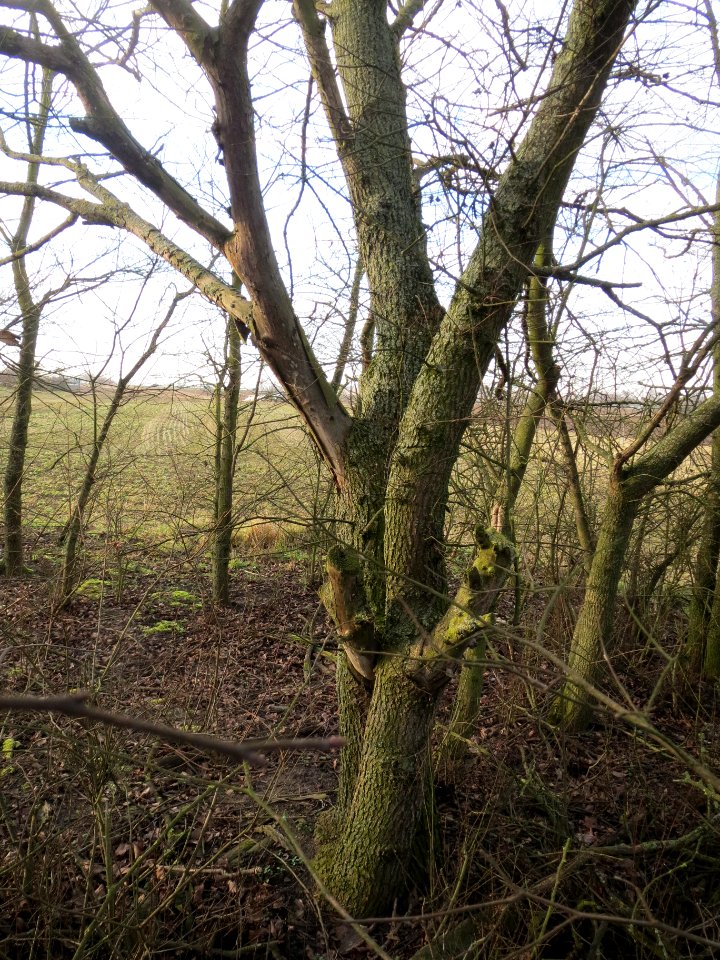 20140204Ulme_Neulussheim05