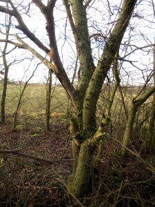 20140204Ulme_Neulussheim05