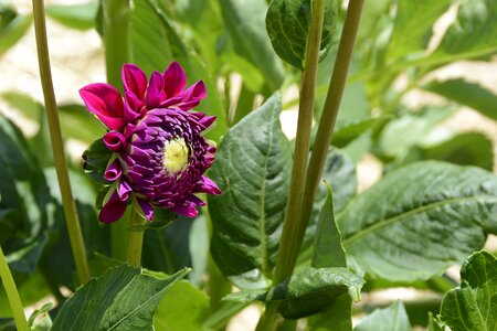 Bloom dahlia garden late summer photo