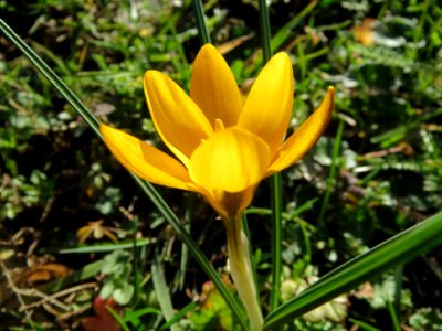 20140217Crocus_chrysanthus1
