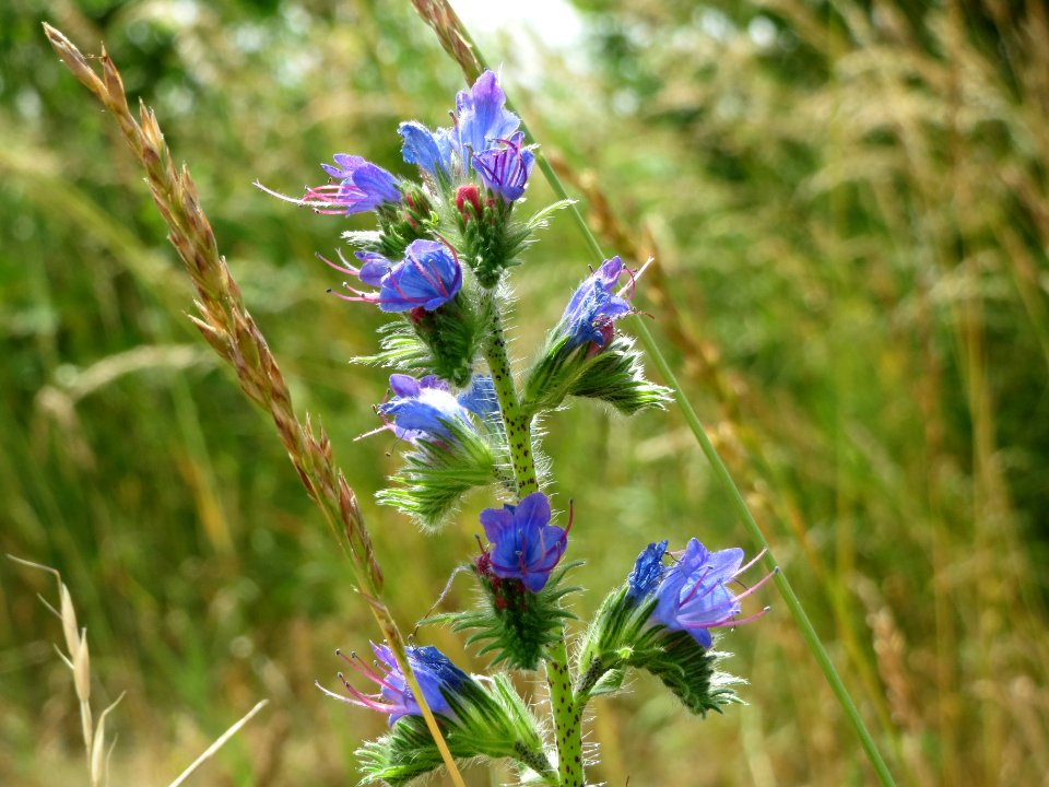 20140612Echium_vulgare