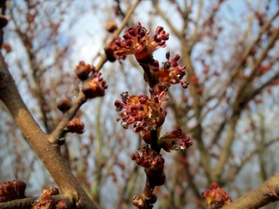 20140204Ulmus_minor02