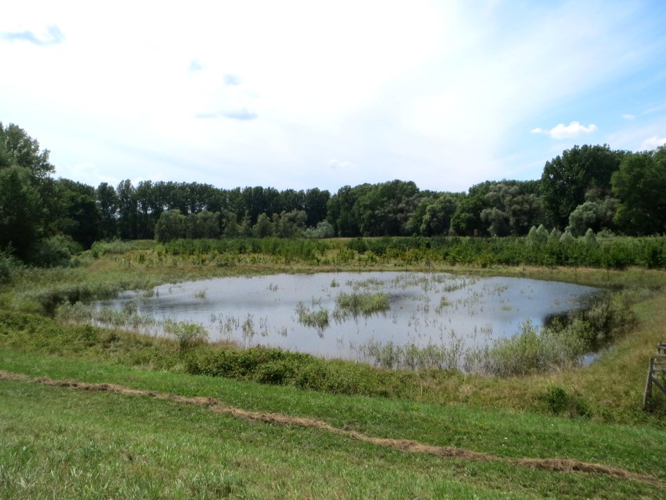 20140723Rheinauenwald_Rheinhausen1