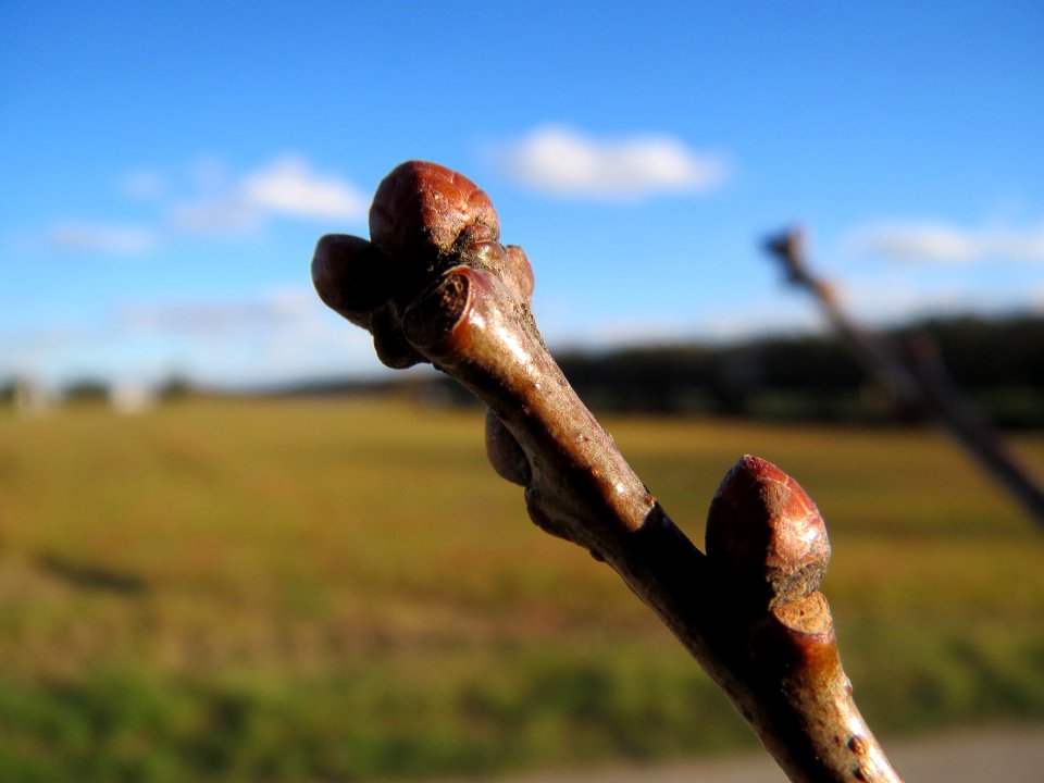 20140217Eiche_Reilingen4