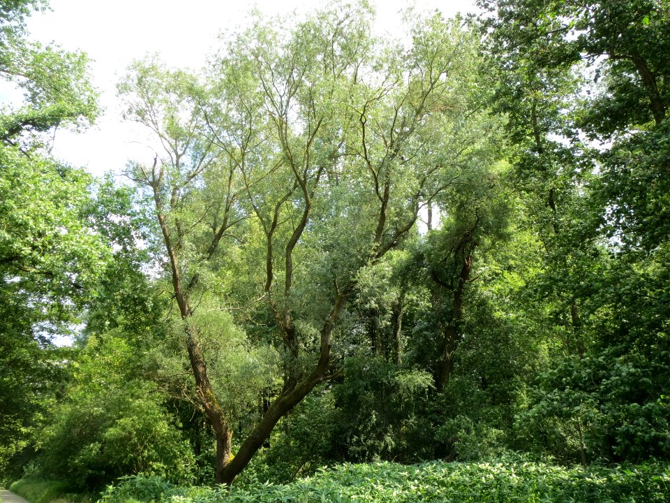 20140612Salix_alba