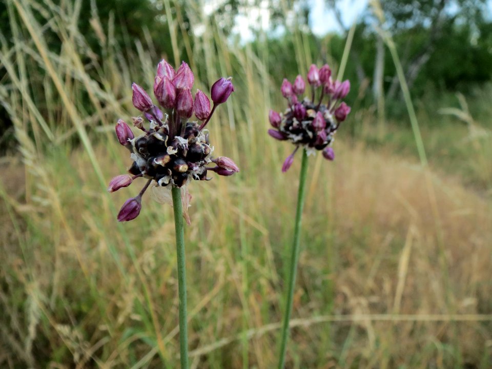 20140616Allium_vineale2