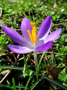 20140217Crocus_tommasinianus5