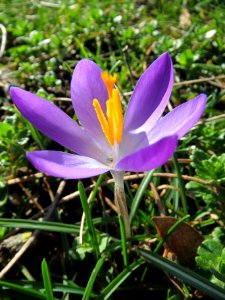 20140217Crocus_tommasinianus5 photo