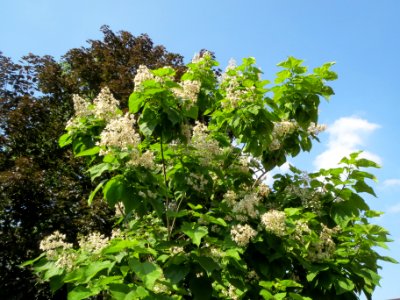 20140612Catalpa_bignonioides1