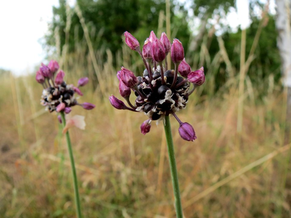 20140616Allium_vineale1