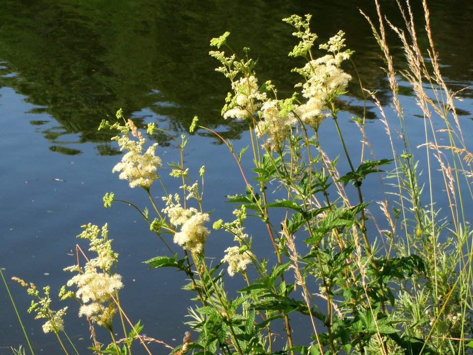 20140618Filipendula_ulmaria