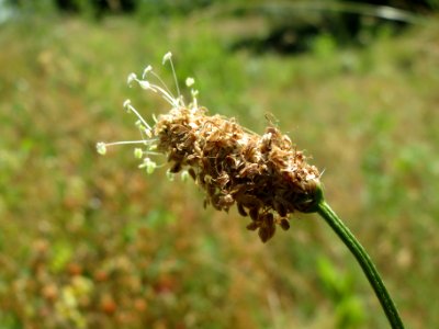 20140613Plantago_lanceolata