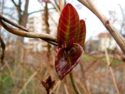 20140210Fallopia_baldschuanica2