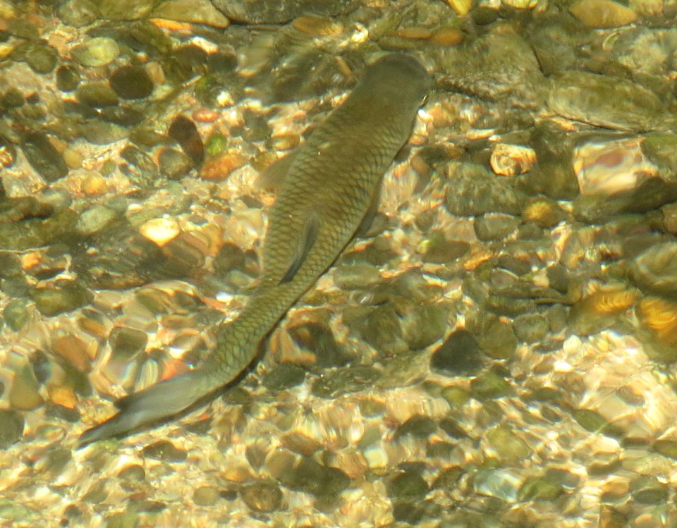 20140614Squalius_cephalus1