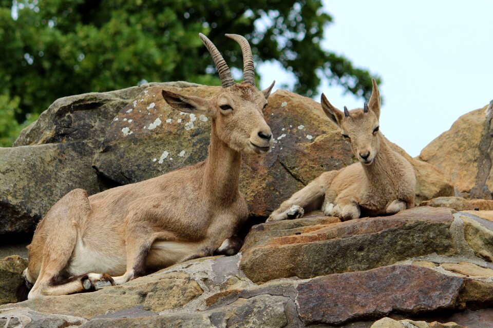 Mountain goat rock zoo