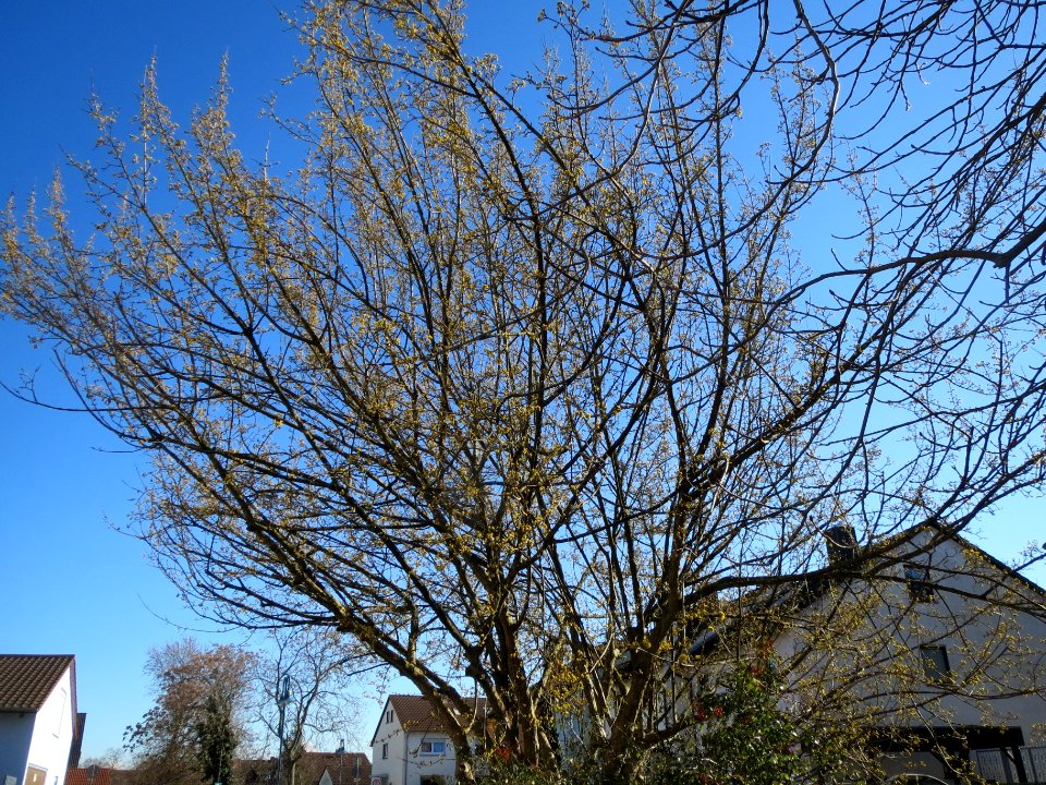 20140217Cornus_mas1
