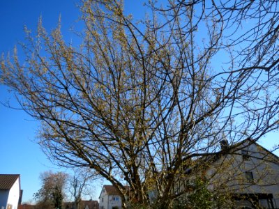 20140217Cornus_mas1