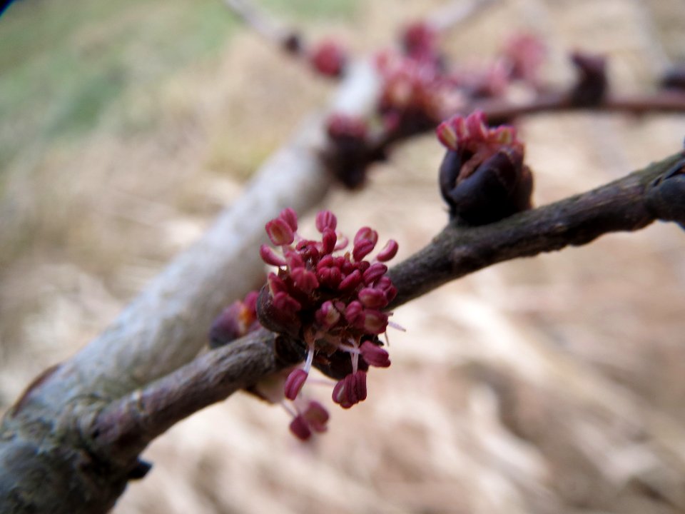 20140214Ulmus_minor7