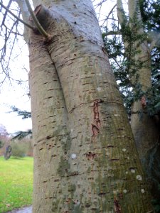 20140208Salix_caprea1