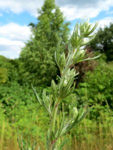 20140614Artemisia_vulgaris