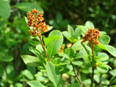 20140613Ligustrum_vulgare