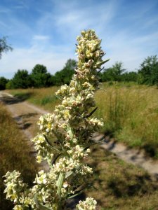 20140613Verbascum_lychnitis