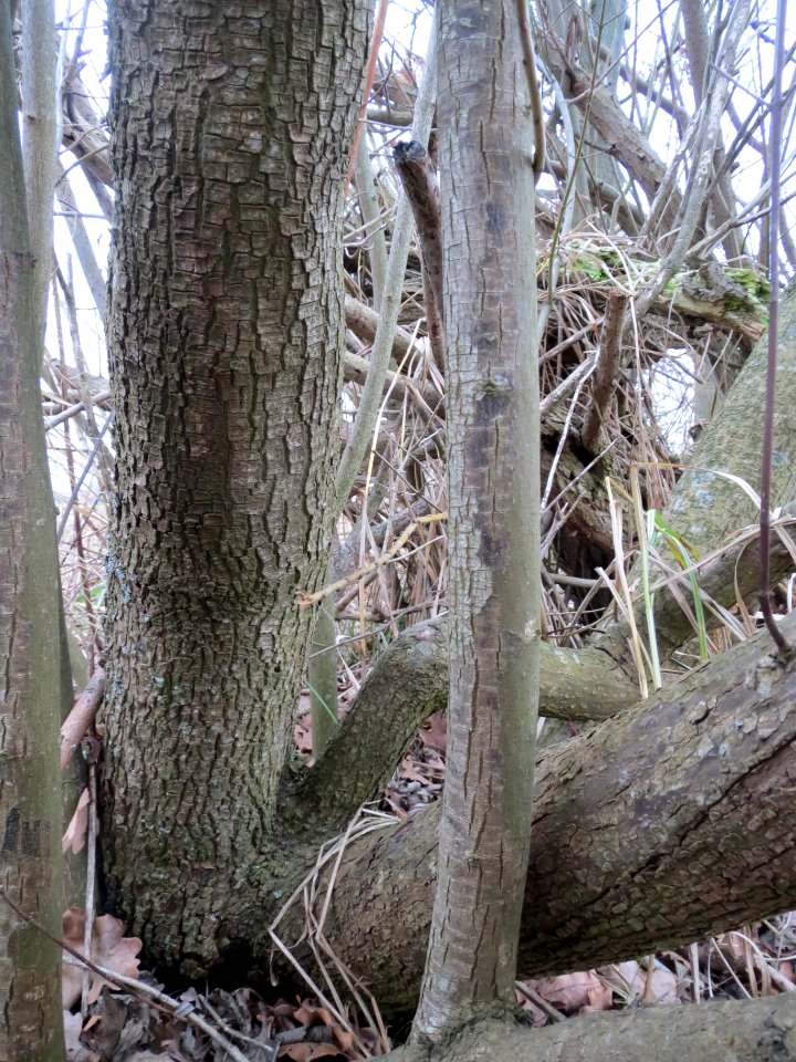 20140214Cornus_sanguinea2