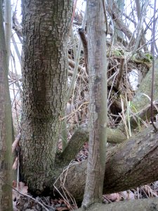 20140214Cornus_sanguinea2