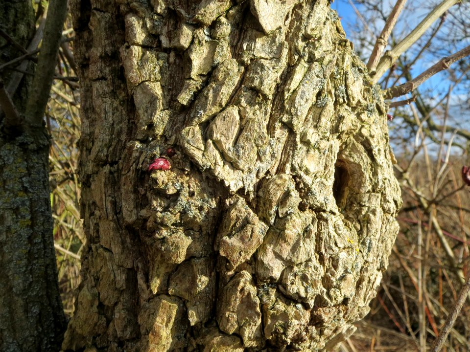 20140209Sambucus_nigra08