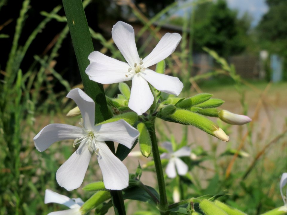 20140612Saponaria_officinalis