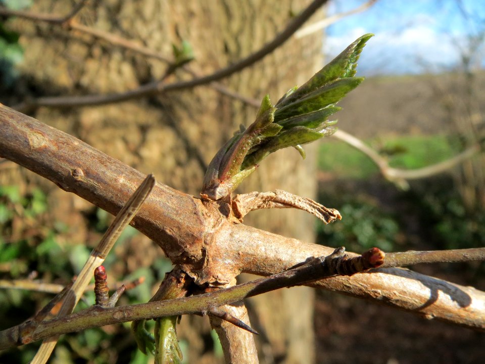 20140209Sambucus_nigra01