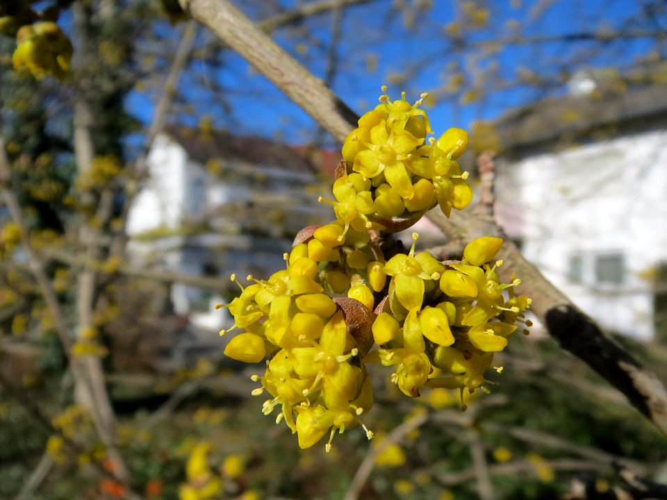 20140217Cornus_mas4