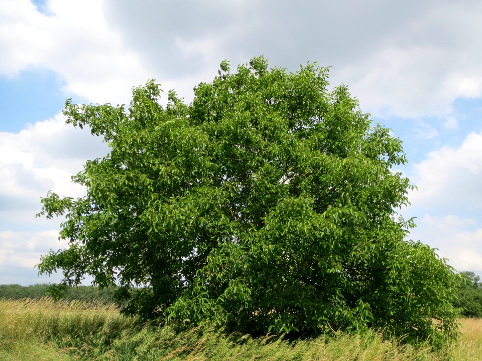 20140612Juglans_regia