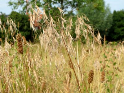 20140616Bromus_tectorum6